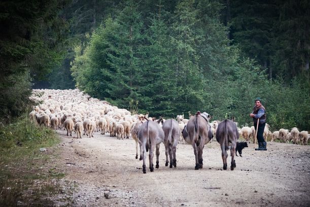 Rencontre avec un berger et son troupeau lors de la traversée des Carp